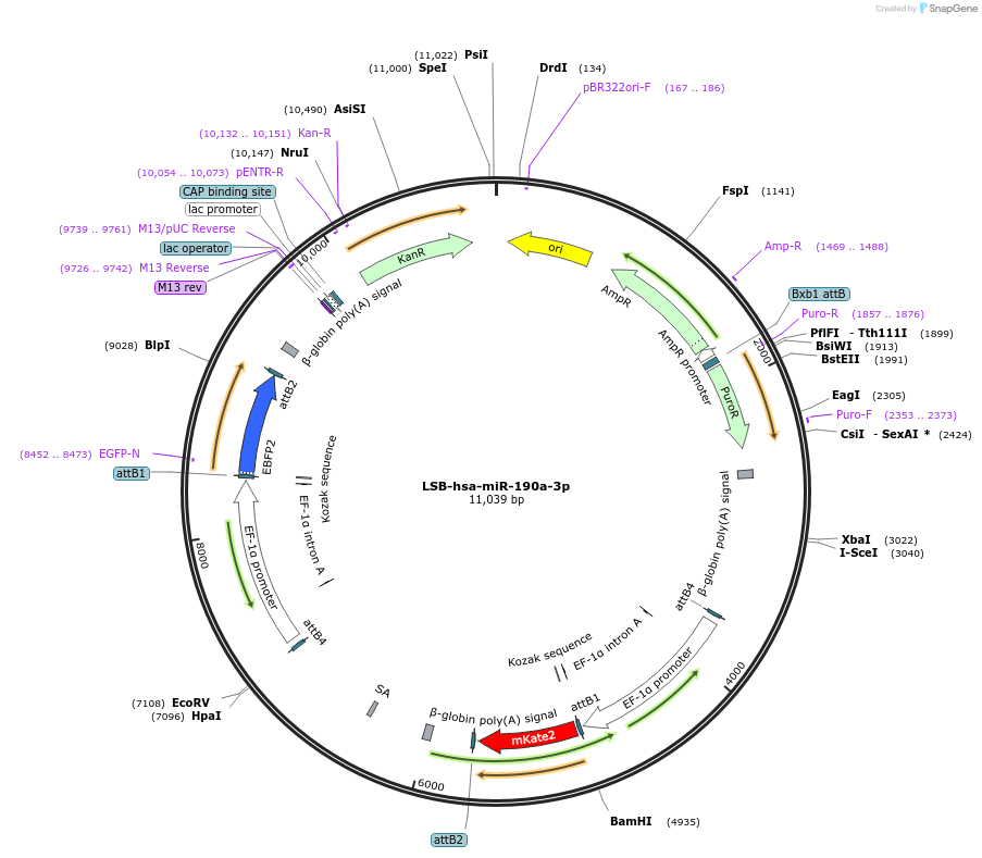 103297-plasmid-map-sequence-id-195643