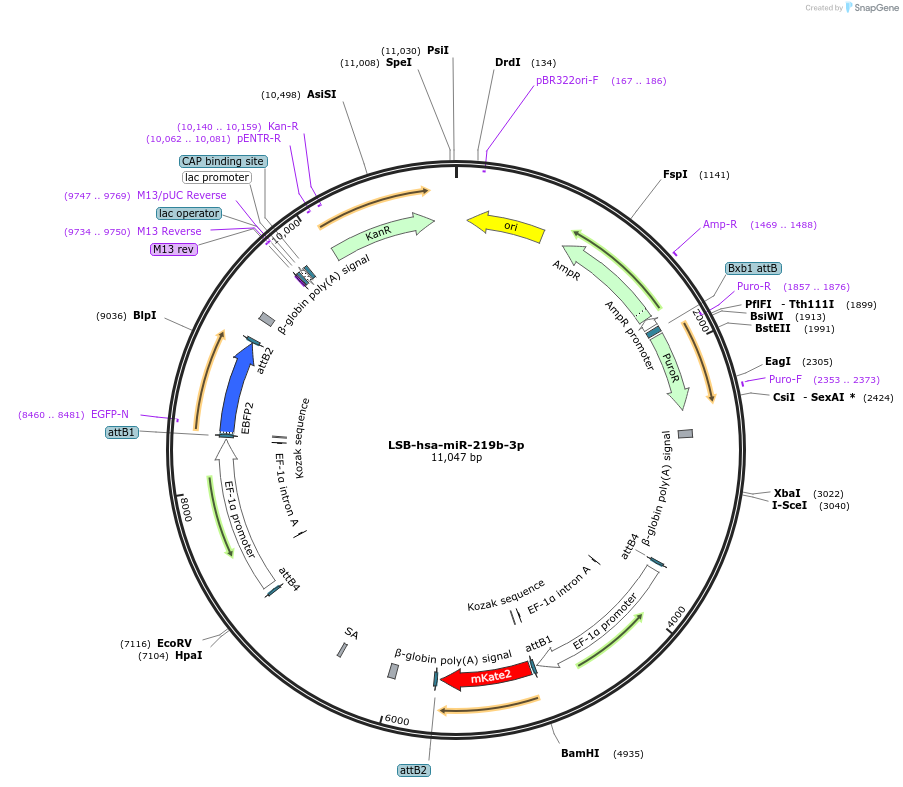 103361-plasmid-map-sequence-id-195771