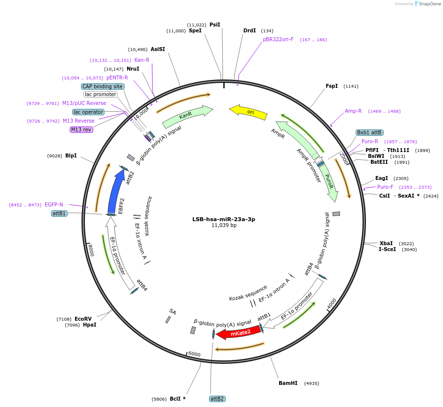 103371-plasmid-map-sequence-id-195791