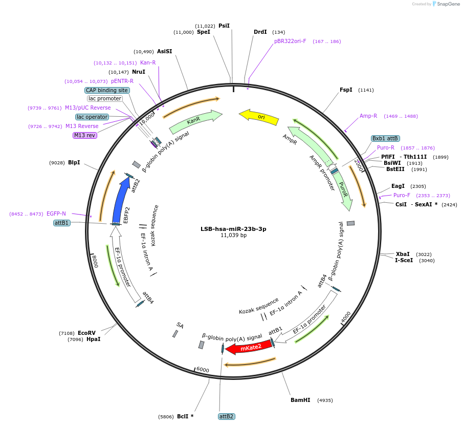 103373-plasmid-map-sequence-id-195795