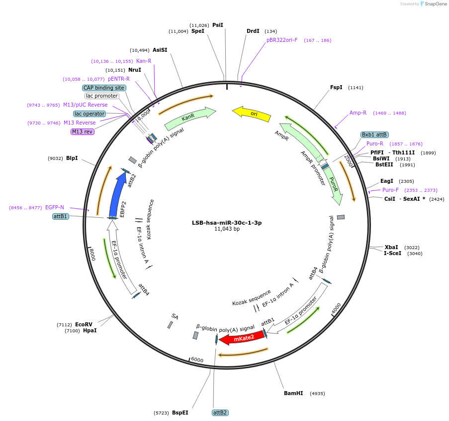 103413-plasmid-map-sequence-id-195875