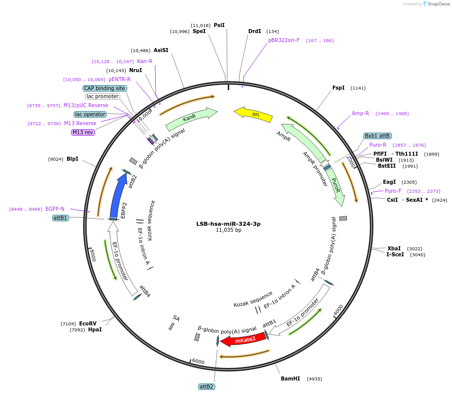 103435-plasmid-map-sequence-id-195919