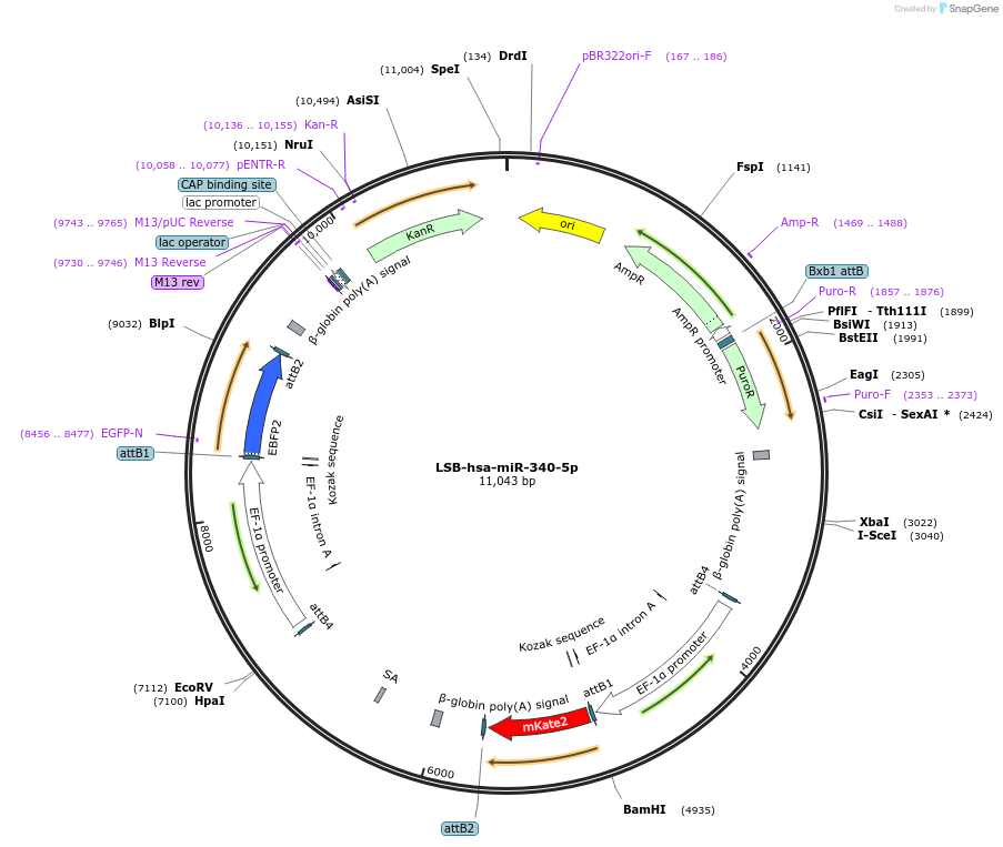 103459-plasmid-map-sequence-id-195967