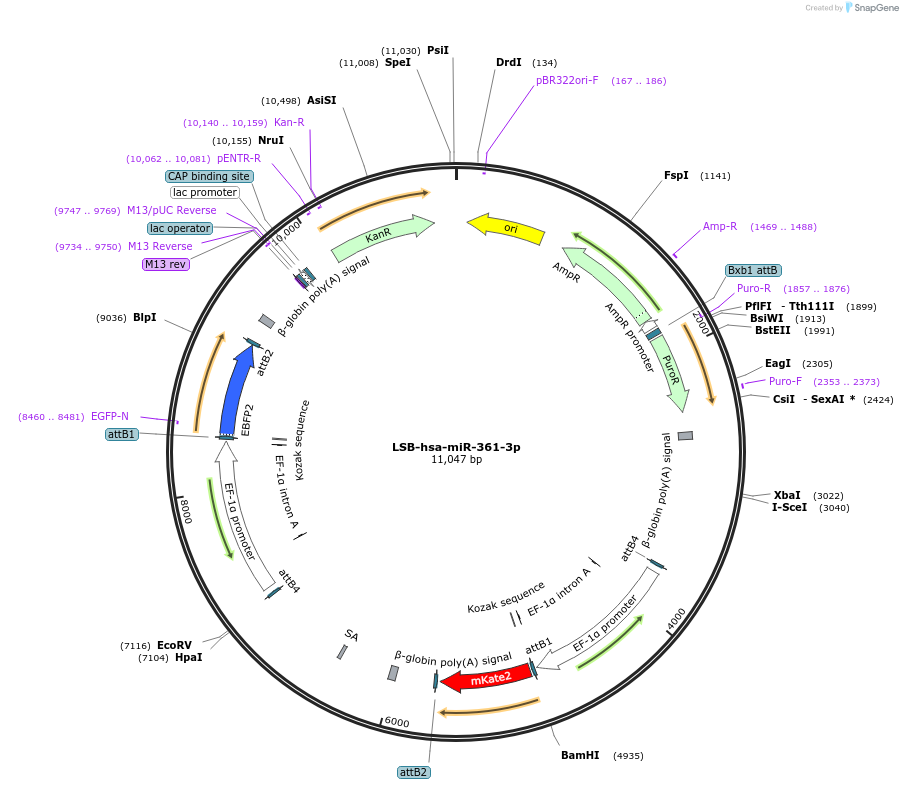 103472-plasmid-map-sequence-id-195993