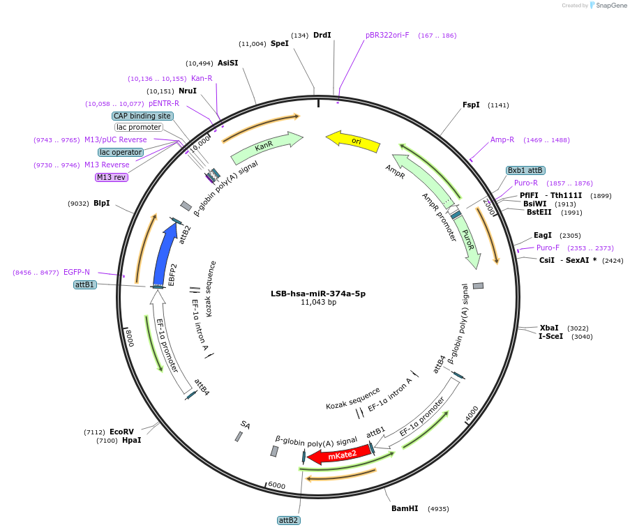 103491-plasmid-map-sequence-id-196031