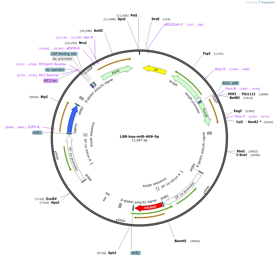103512-plasmid-map-sequence-id-196071
