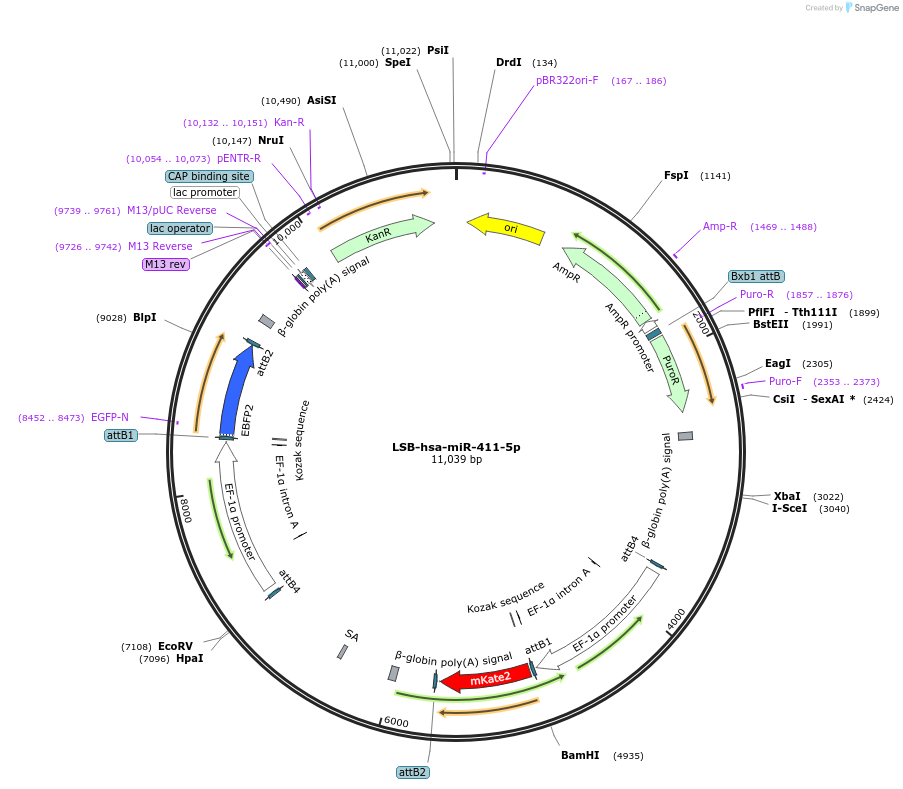 103514-plasmid-map-sequence-id-196075