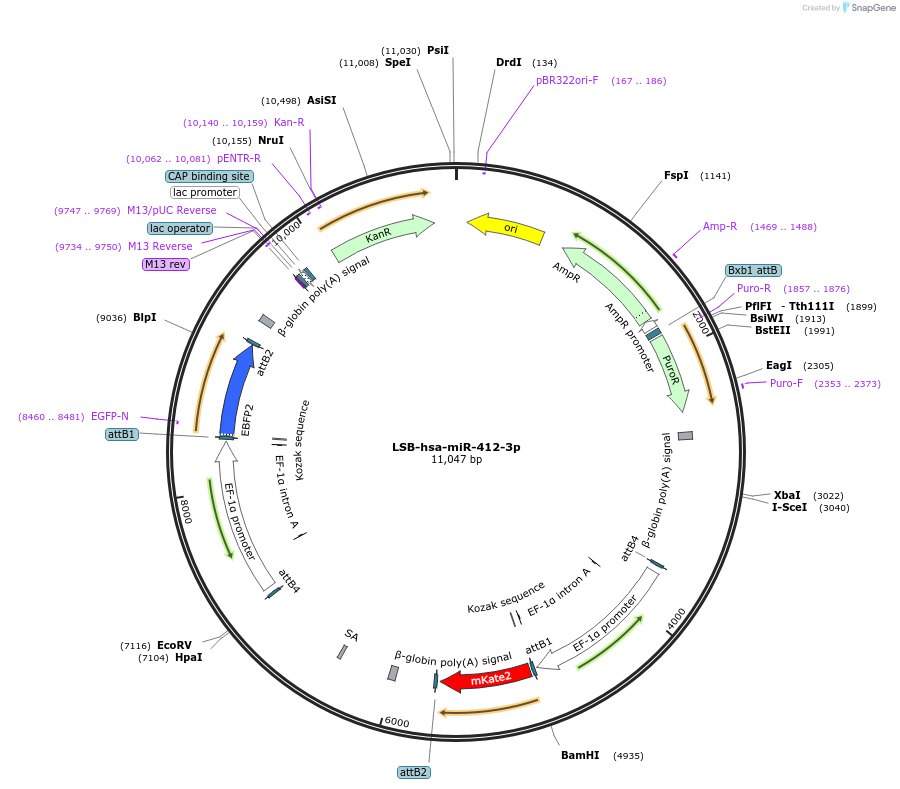 103515-plasmid-map-sequence-id-196077
