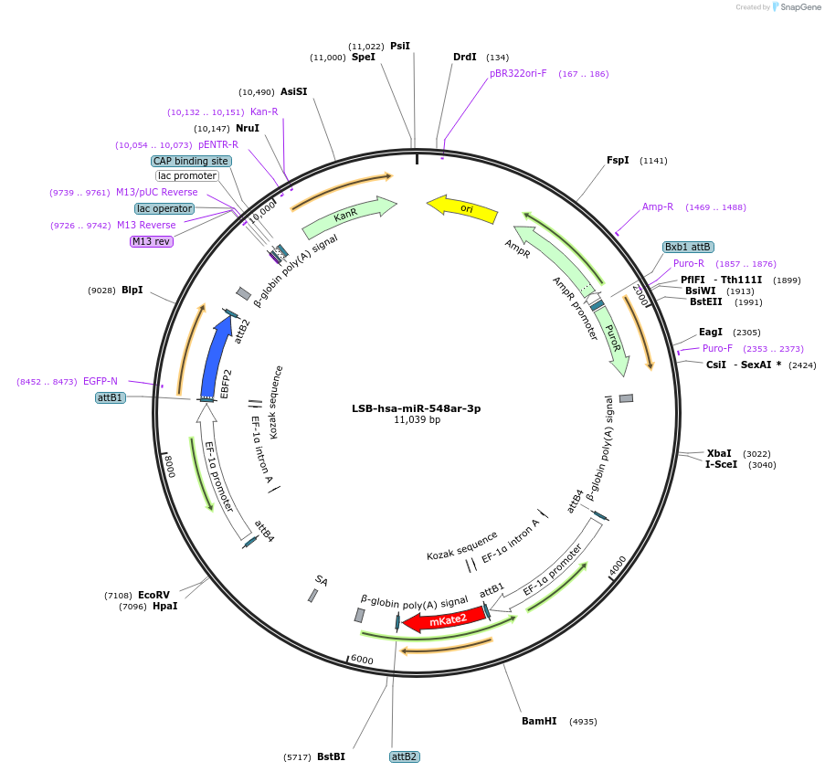 103628-plasmid-map-sequence-id-196304