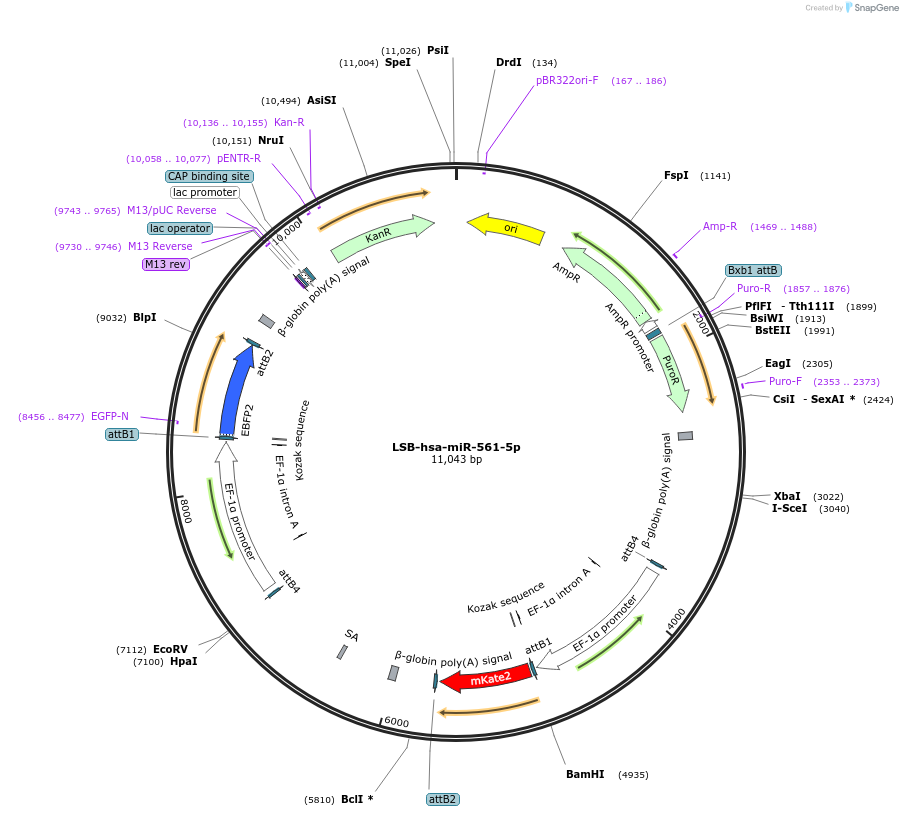 103648-plasmid-map-sequence-id-196344