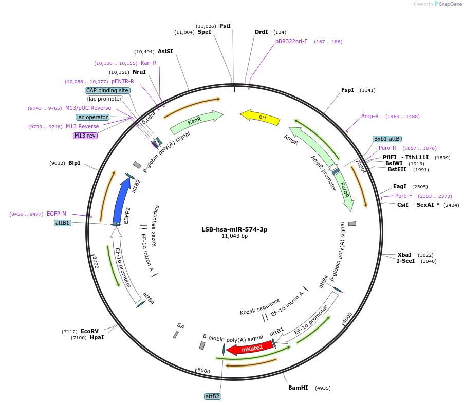 103655-plasmid-map-sequence-id-196358