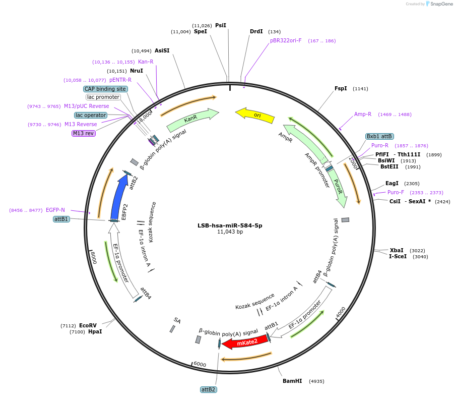 103665-plasmid-map-sequence-id-196378