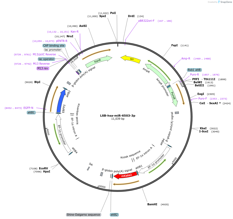 103701-plasmid-map-sequence-id-196450
