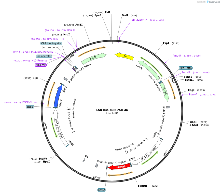103728-plasmid-map-sequence-id-196504