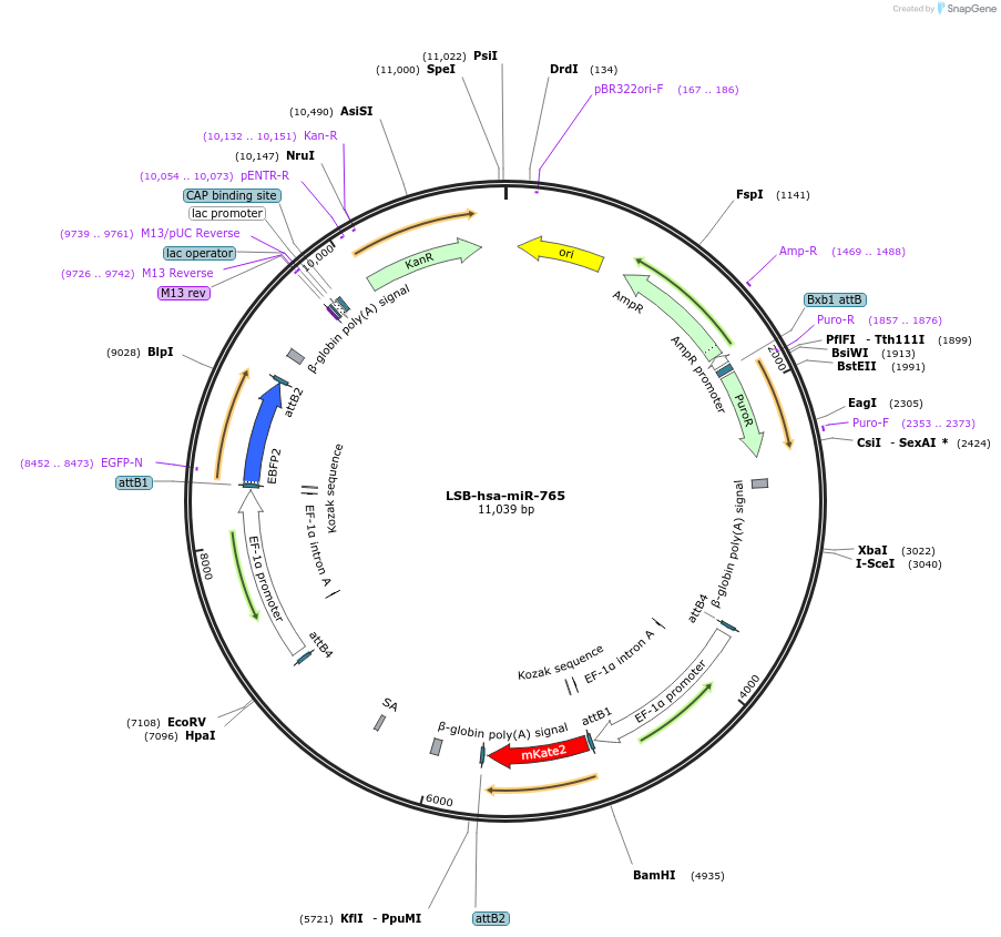 103730-plasmid-map-sequence-id-196508