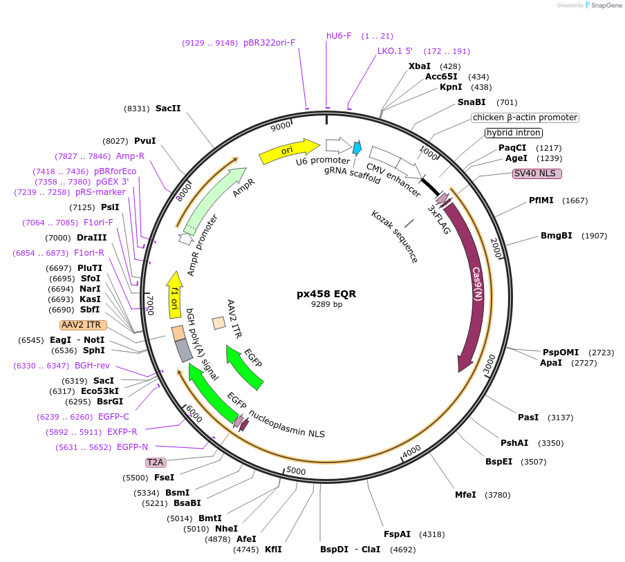 101731-plasmid-map-sequence-id-196590