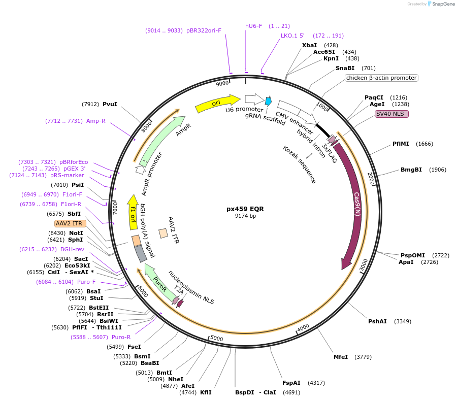 101732-plasmid-map-sequence-id-196598