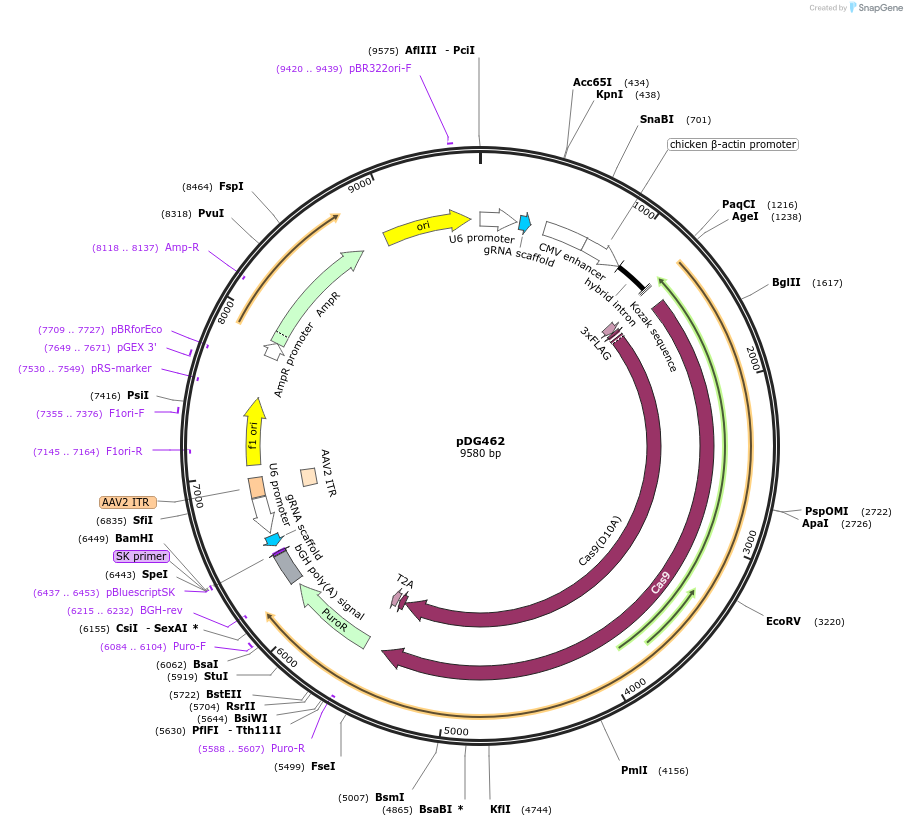 100903-plasmid-map-sequence-id-196607