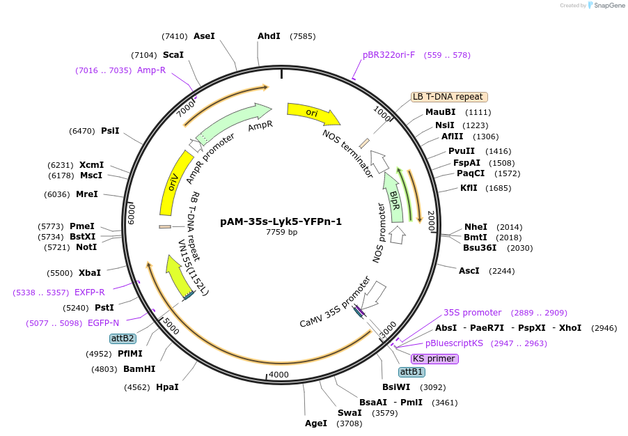 102389-plasmid-map-sequence-id-196611