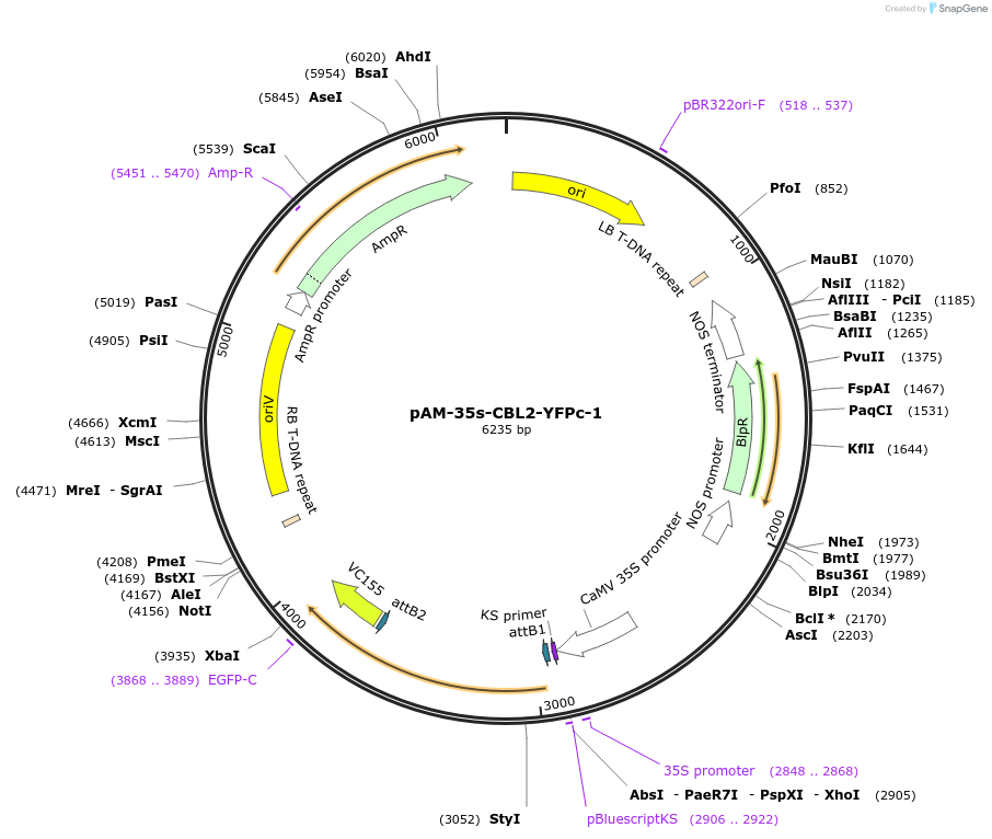 102394-plasmid-map-sequence-id-196626