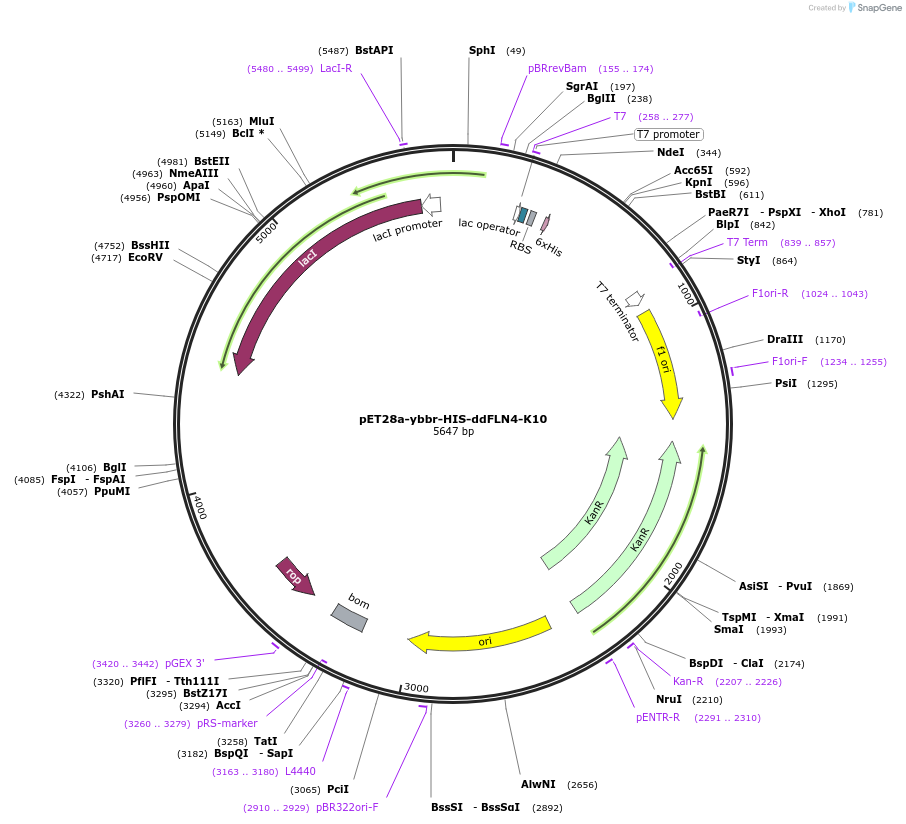 101718-plasmid-map-sequence-id-196776