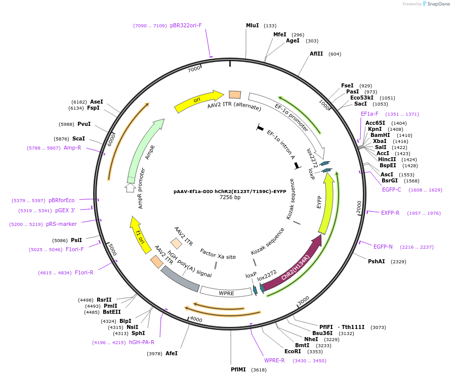 35509-plasmid-map-sequence-id-196784