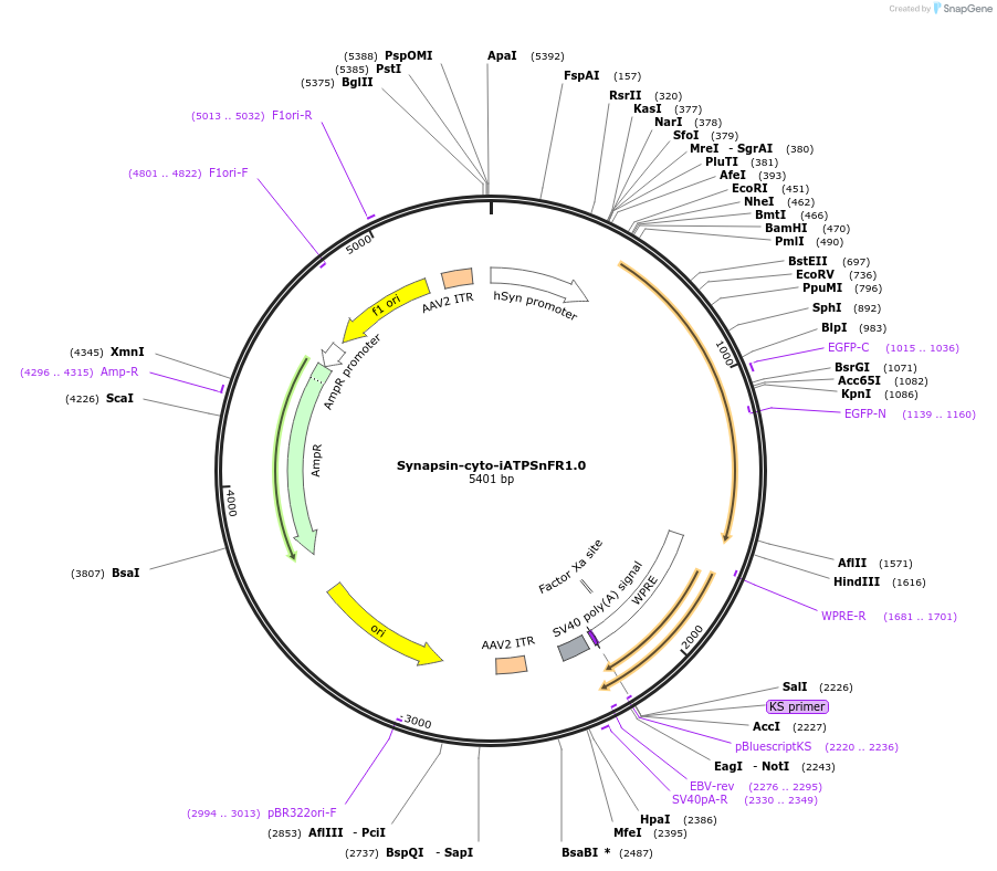 102556-plasmid-map-sequence-id-196795