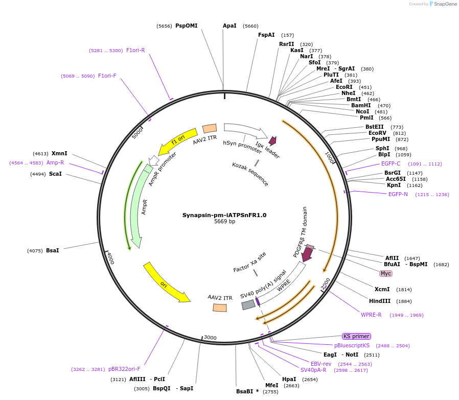 102555-plasmid-map-sequence-id-196796