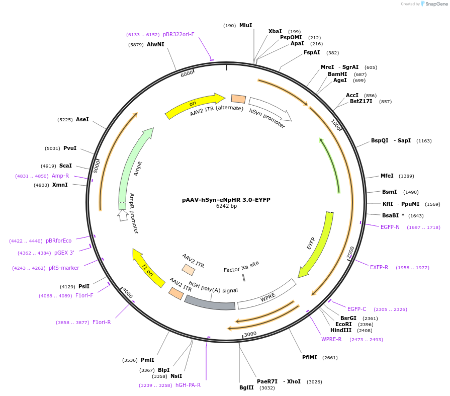 26972-plasmid-map-sequence-id-196842
