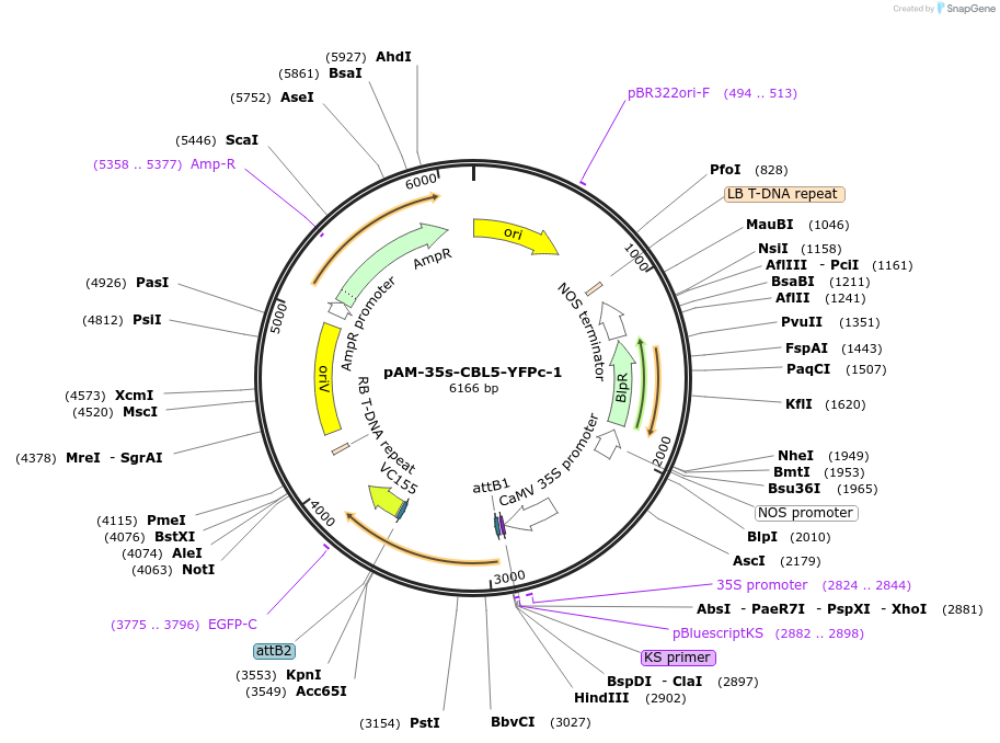 102397-plasmid-map-sequence-id-196854