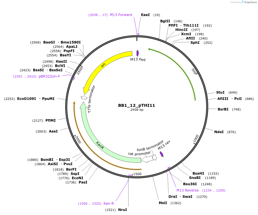 98512-plasmid-map-sequence-id-196906