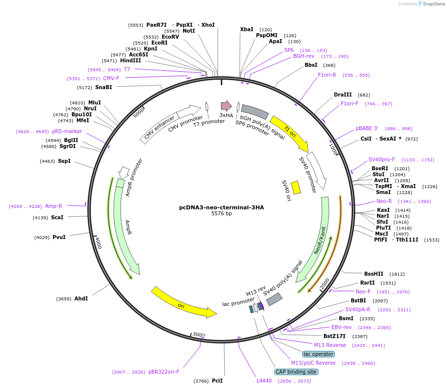 102643-plasmid-map-sequence-id-196911