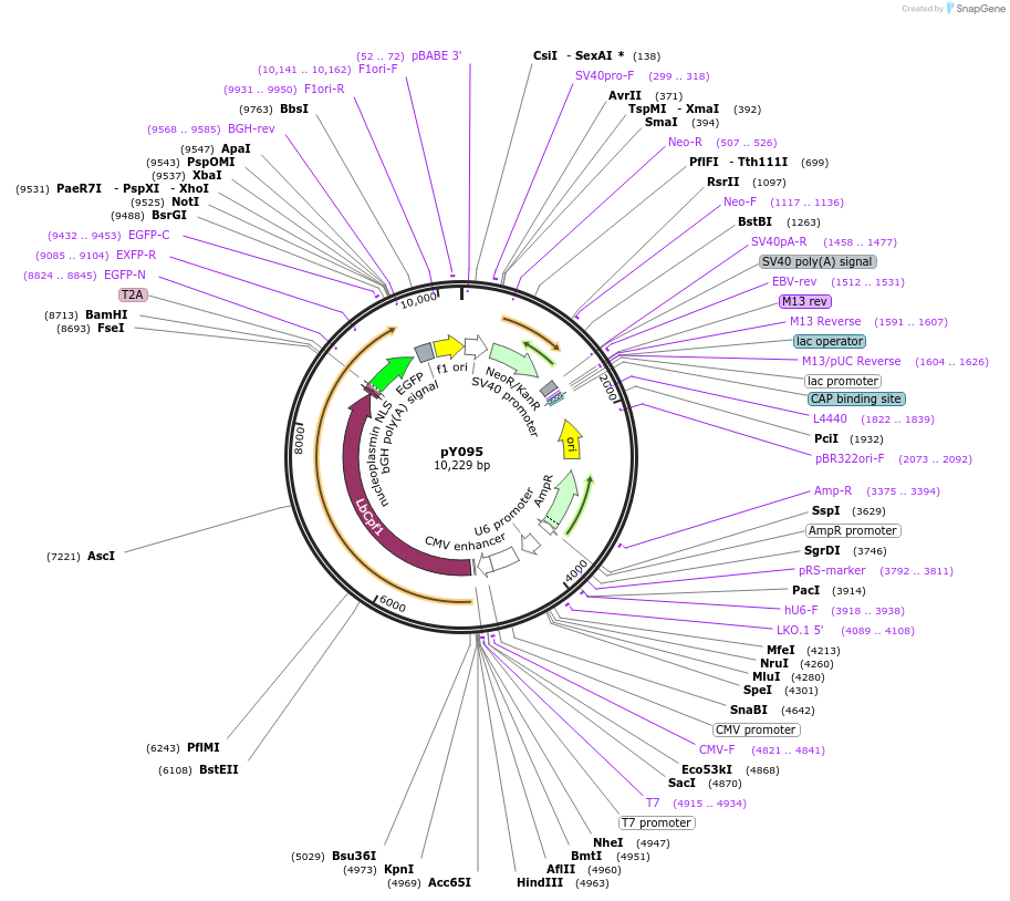 84744-plasmid-map-sequence-id-196925