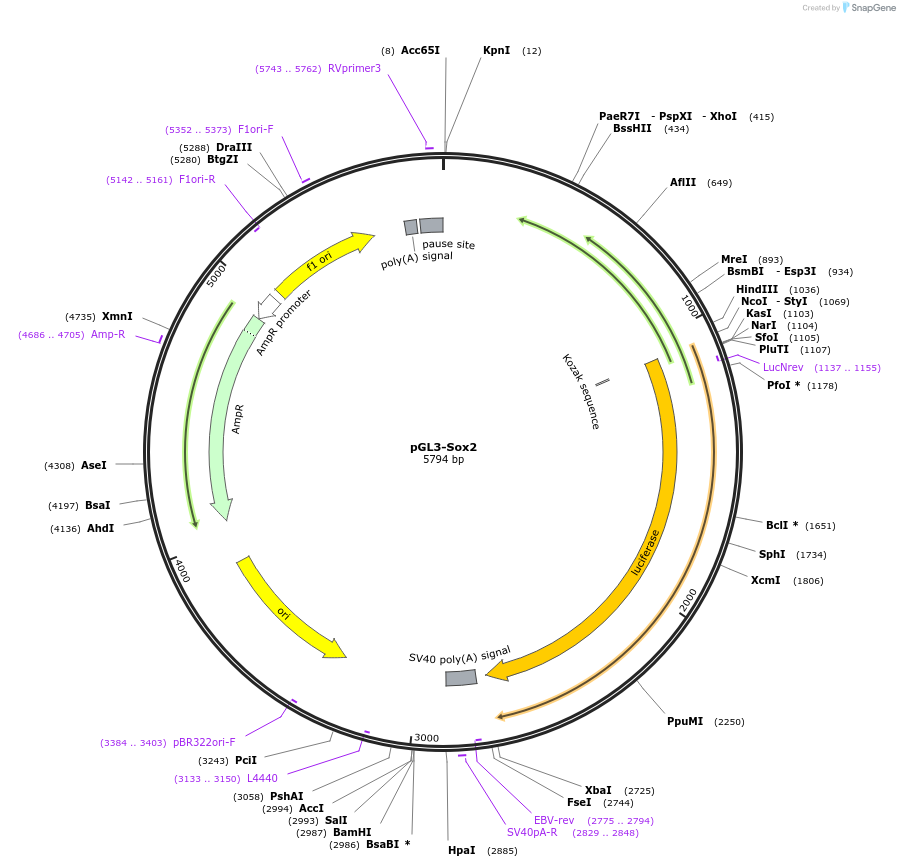 101761-plasmid-map-sequence-id-196955