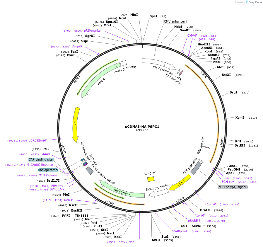 101764-plasmid-map-sequence-id-196958