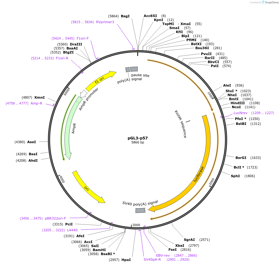 101760-plasmid-map-sequence-id-196960