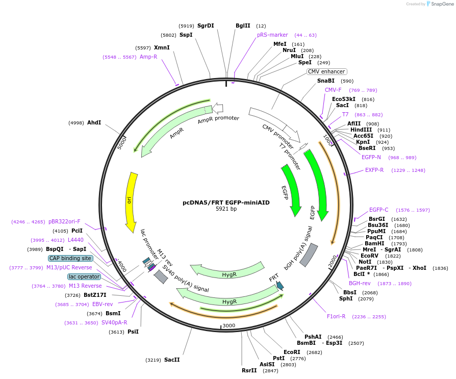 101714-plasmid-map-sequence-id-196967