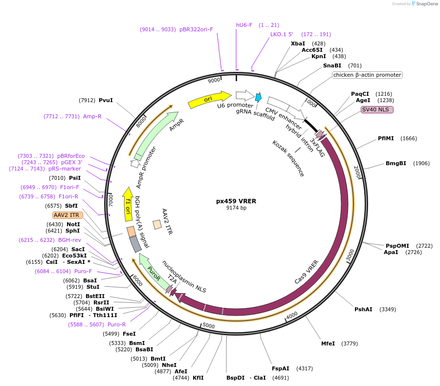 101716-plasmid-map-sequence-id-196973