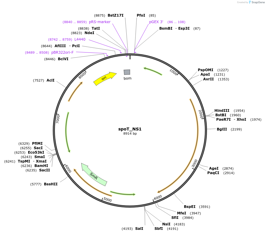 100914-plasmid-map-sequence-id-196974