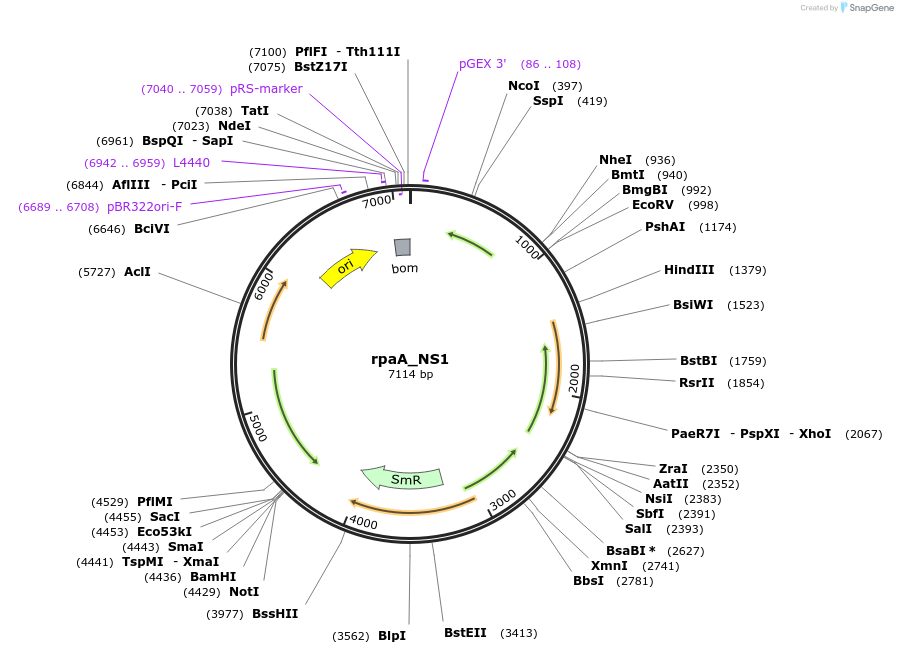 101829-plasmid-map-sequence-id-196983