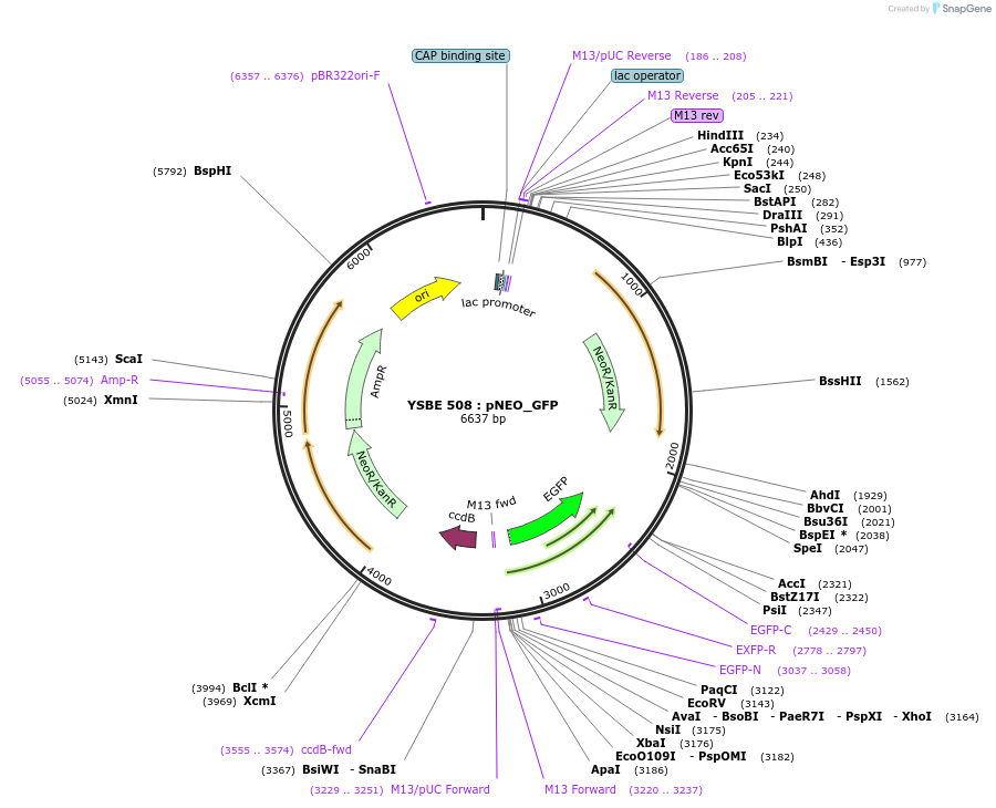 92081-plasmid-map-sequence-id-196993