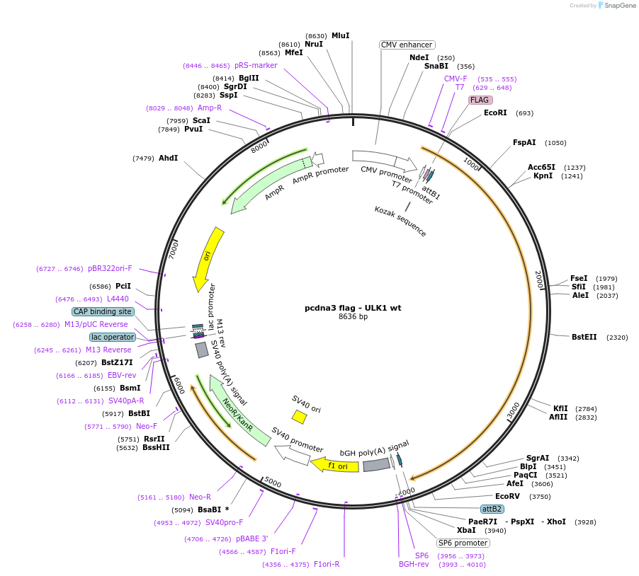 27636-plasmid-map-sequence-id-197034