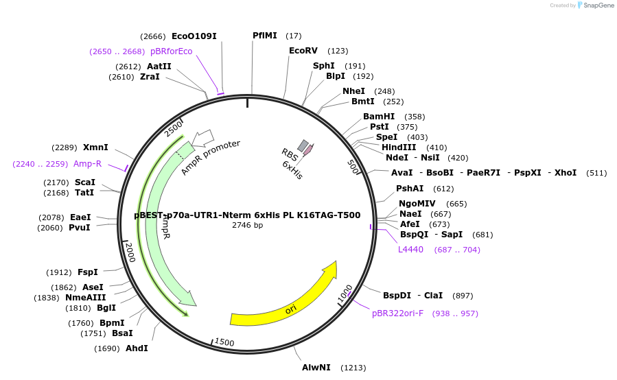 92315-plasmid-map-sequence-id-197049