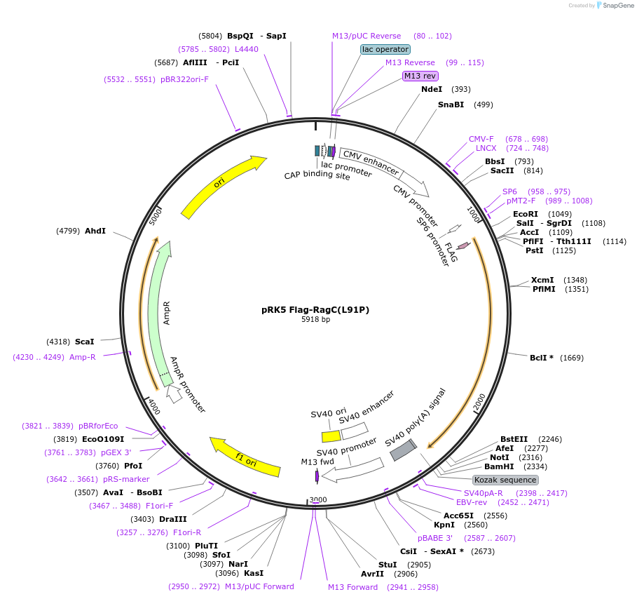 99726-plasmid-map-sequence-id-197055