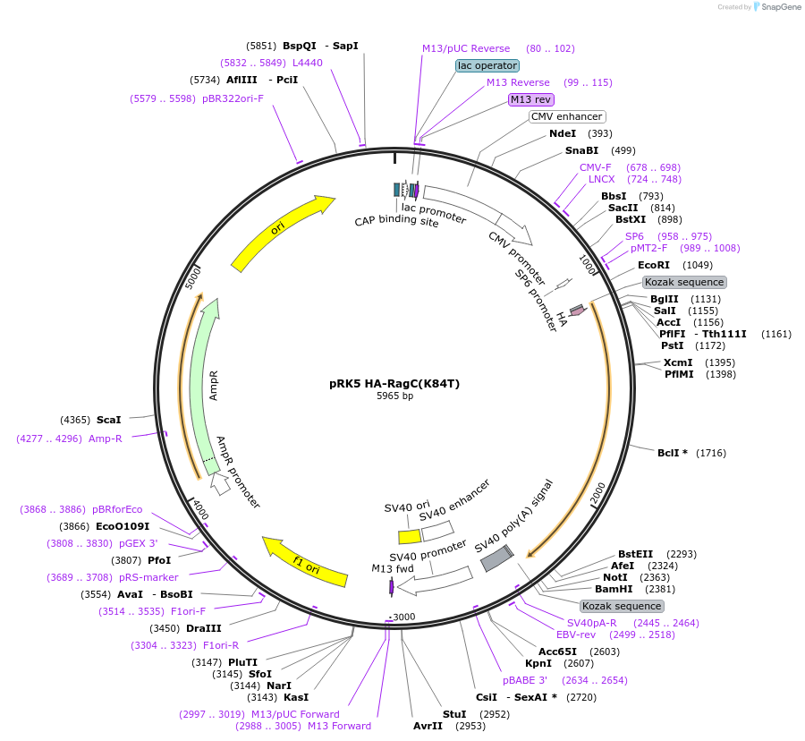 99722-plasmid-map-sequence-id-197060
