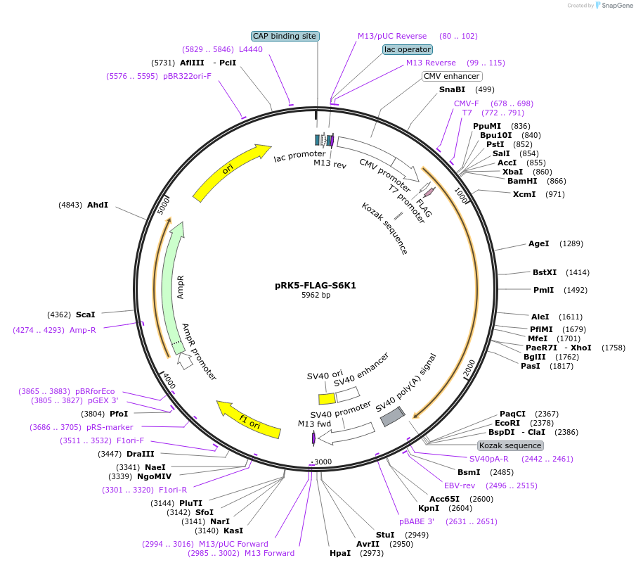 100509-plasmid-map-sequence-id-197112