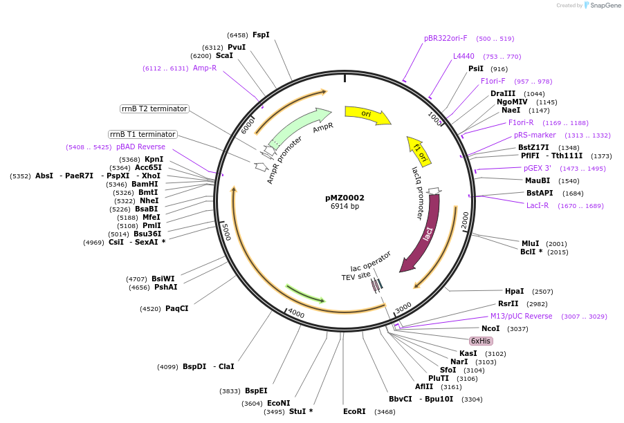 102239-plasmid-map-sequence-id-197117