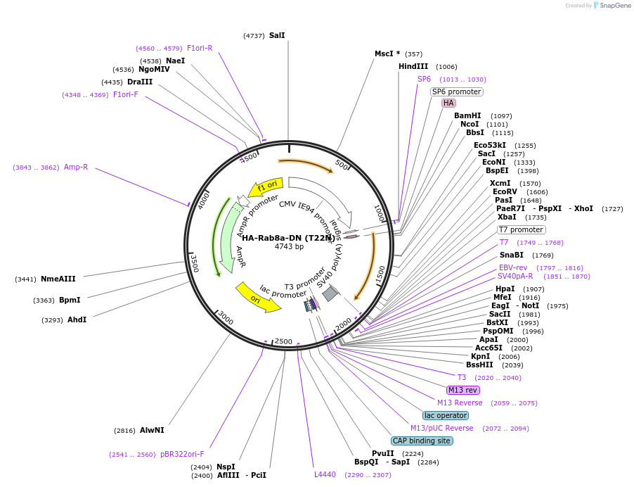 101049-plasmid-map-sequence-id-197130