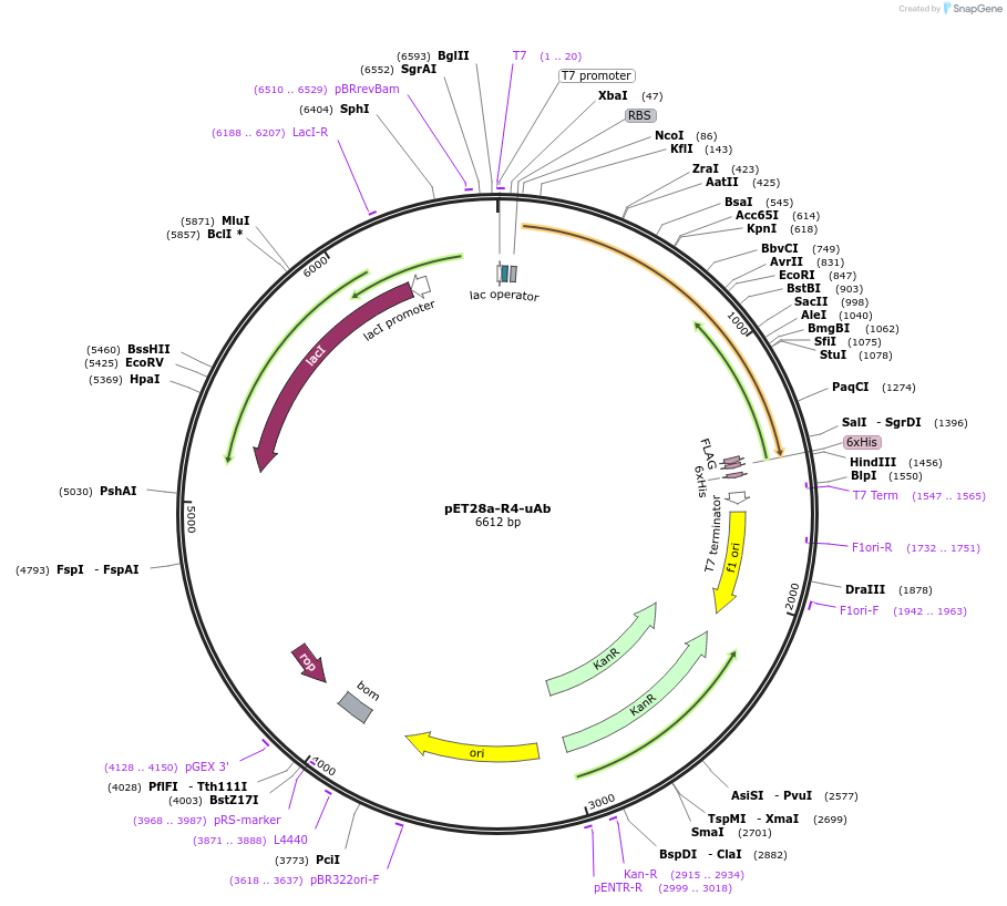 101801-plasmid-map-sequence-id-197131