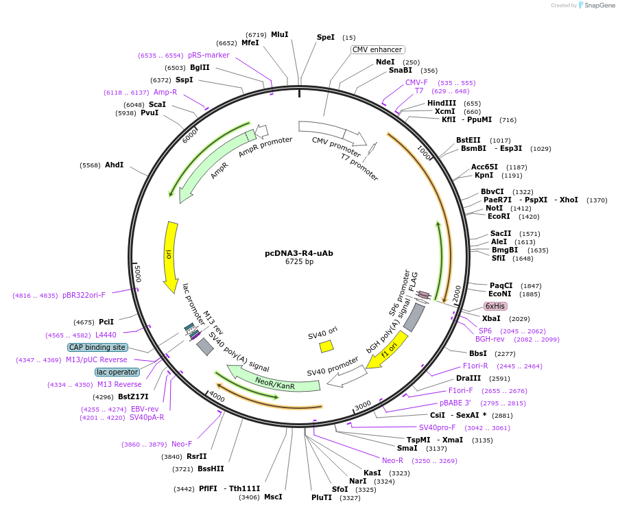 101800-plasmid-map-sequence-id-197133